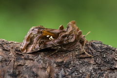 Fiolettbrunt metallfly (Autographa pulchrina)