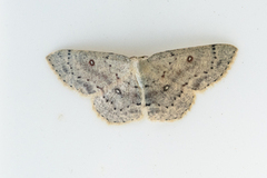 Bjørkeløvmåler (Cyclophora albipunctata)