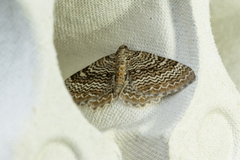 Scallop Shell (Rheumaptera undulata)