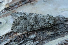 Grått hakefly (Polia nebulosa)