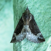 Blåbærnebbfly (Hypena crassalis)