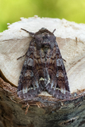Broom Moth (Ceramica pisi)