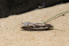 Stripesigdvikler (Ancylis apicella)