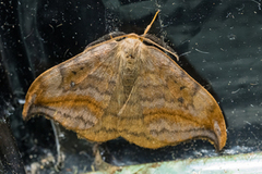 Dusky Hook-tip (Drepana curvatula)