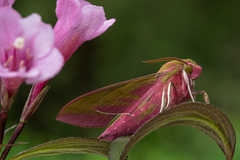 Stor snabelsvermer (Deilephila elpenor)