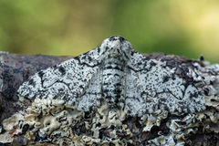 Bjørkelurvemåler (Biston betularia)