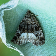 Marbled White Spot (Deltote pygarga)