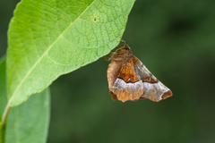 Praktmånemåler (Selenia tetralunaria)