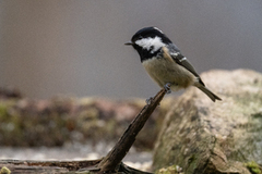 Coal Tit (Periparus ater)