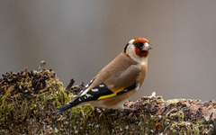European Goldfinch (Carduelis carduelis)