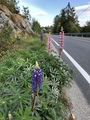 Hagelupin (Lupinus polyphyllus)