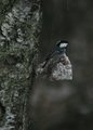 Svartmeis (Periparus ater)