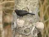 Svarttrost (Turdus merula)