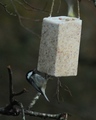 Svartmeis (Periparus ater)