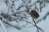 Rødstrupe (Erithacus rubecula)