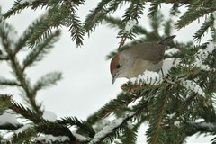 Blackcap (Sylvia atricapilla)