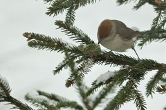 Blackcap (Sylvia atricapilla)