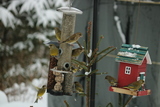 Grønnfink (Carduelis chloris)