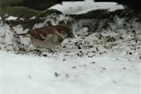 Gråspurv (Passer domesticus)