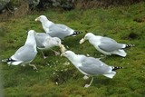 Gråmåke (Larus argentatus)