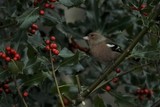 Bokfink (Fringilla coelebs)