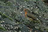 Rødstrupe (Erithacus rubecula)