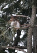 Spurveugle (Glaucidium passerinum)