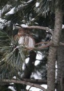 Spurveugle (Glaucidium passerinum)