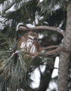 Spurveugle (Glaucidium passerinum)