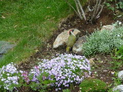 Grønnspett (Picus viridis)