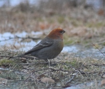 Pine Grosbeak (Pinicola enucleator)