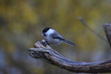 Granmeis (Poecile montanus)