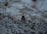 Gråsisik (Carduelis flammea)