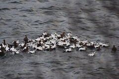 Common Eider (Somateria mollissima)