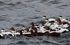 King Eider (Somateria spectabilis)