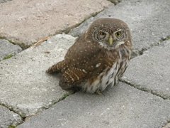 Spurveugle (Glaucidium passerinum)