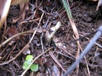 Blåveis (Hepatica nobilis)