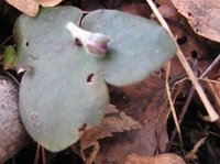 Blåveis (Hepatica nobilis)