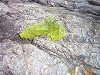 Havsalat (Ulva lactuca)