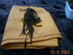 Sponge seaweed (Codium fragile)