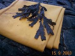 Sagtang (Fucus serratus)