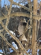 Eurasian Sparrowhawk (Accipiter nisus)