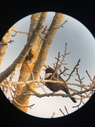 Ring Ouzel (Turdus torquatus)