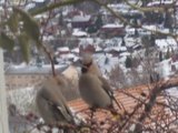 Sidensvans (Bombycilla garrulus)