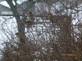 Gråspurv (Passer domesticus)