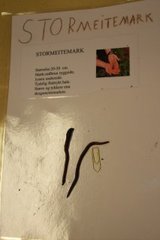 Kompostmeitemark (Eisenia andrei/fetida)