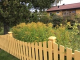 Kanadagullris (Solidago canadensis)