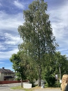 Bjørk (Betula pubescens)