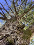 Bjørk (Betula pubescens)