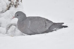Stock Pigeon (Columba oenas)